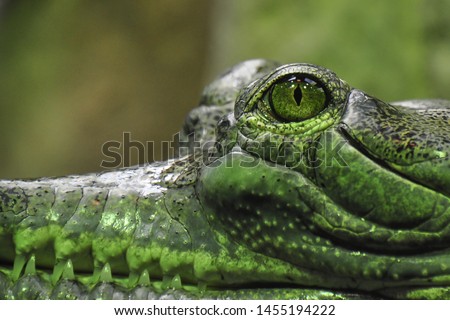Detail photo of Gharial. The gharial (Gavialis gangeticus), also known as the gavial, and fish-eating crocodile is a crocodilian in the family Gavialidae. 