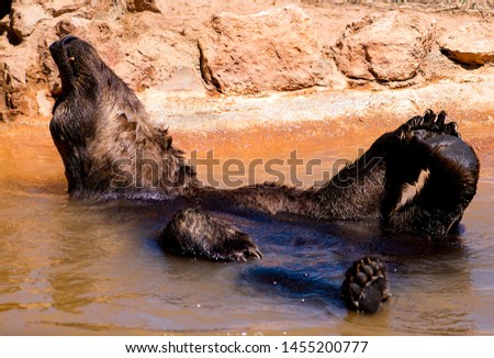 A bear happy and playful in the water