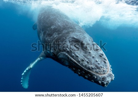 Humpback Whale Breach from Underwater Royalty-Free Stock Photo #1455205607