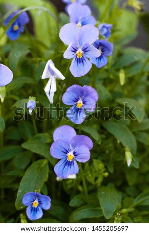 Pansiens blue flowers of violets on green background