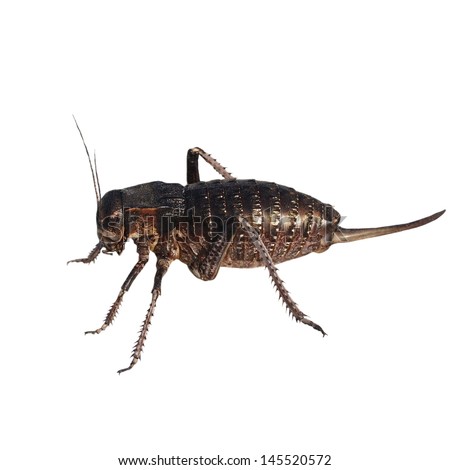 Cricket beetle isolated on white background, Bradyporus dasypus, biggest cricket