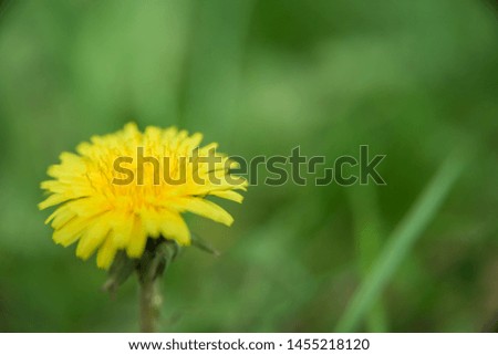 Yellow dandelion flower on a green background. close-up.