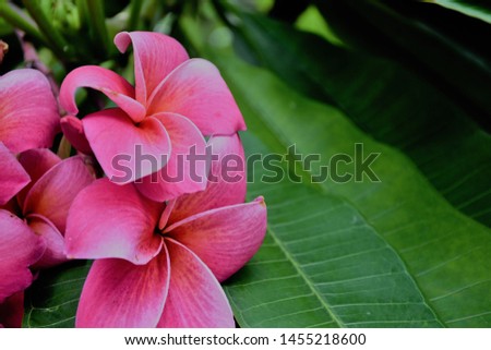 Red Frangipani or Temple flowers or Desert Rose or West Indian Red Jasmine flowers 