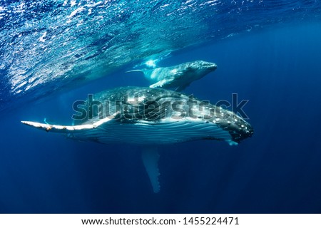 Humpback Whale Mother and Calf in Blue Water Royalty-Free Stock Photo #1455224471