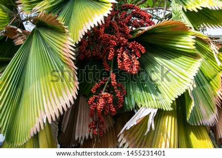 Vanuatu fan palm or Palas payung seed with leaves.