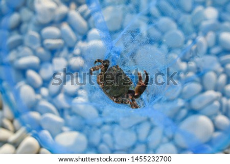small black crab in a blue net. Close-up