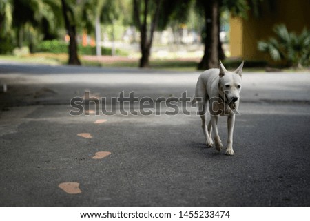 Dog walking along the foot sign.