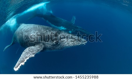 Humpback Whale Heat Run with 3 whales in Blue Water Royalty-Free Stock Photo #1455235988