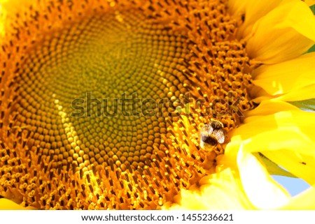 
Flower sunflower closeup. Yellow flower against. Sunflowers in the summer.
