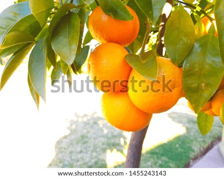 Citrus organic tree oranges in a country home garden, healthy fruit, natural juicy