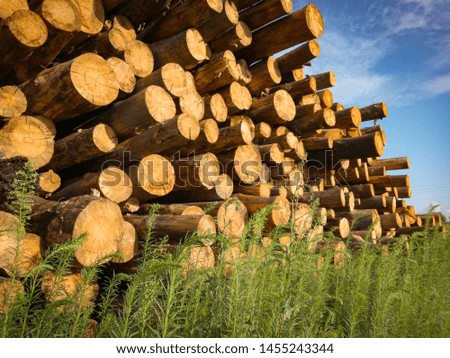 pile of logs on the sawmill. rural landscape. suuny day