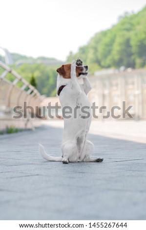 cute young red dog jack russell terrier is making trick and closing his eyes with his paws