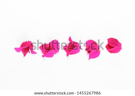 natural pink bougainvillea flowers with petals on a white background