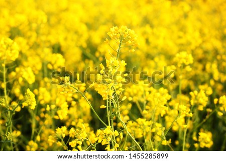 Scenic rural landscape with yellow rape, rapeseed or canola field. Rapeseed field, Blooming canola flowers close up. Rape on the field in summer. Bright Yellow rapeseed oil. Flowering rapeseed Royalty-Free Stock Photo #1455285899