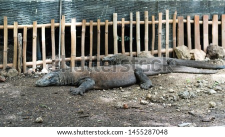 komodo dragons laying on komodo island in indonesia