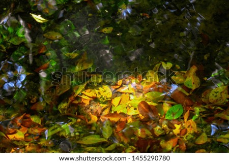 Beautiful Leaves under water photography
