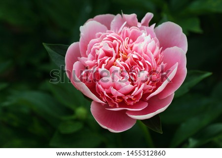  Peony Etched Salmon.  Double pink peony flower. Paeonia lactiflora (Chinese peony or common garden peony)                               Royalty-Free Stock Photo #1455312860