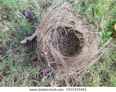 bird's nest that falls on the grass