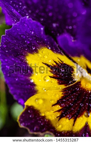 close up purple bloom of violet