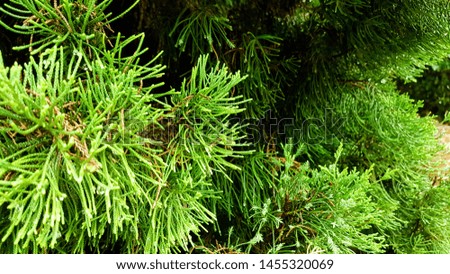 Take pictures at close range Pine leaves in winter For the New Year special day