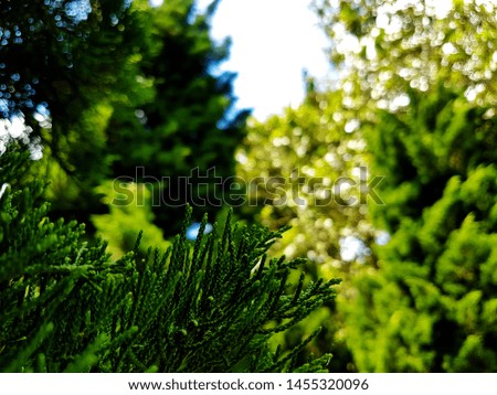 Take pictures at close range Pine leaves in winter For the New Year special day