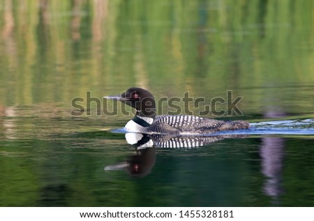 Common Loon (Gavia immer) swimming on a green reflective lake in Ontario, Canada