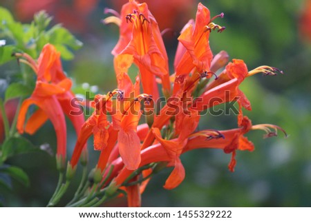 The closeup picture of orange flower.