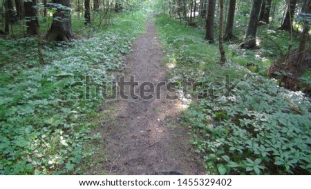 footpath in the forest in summer in the evening