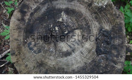 texture and background of old and rotten tree stump