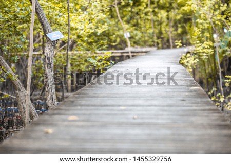 The background of the wooden bridge for walking or studying nature, mangrove forests, large trees surrounded and blurred through, cool weather during the day