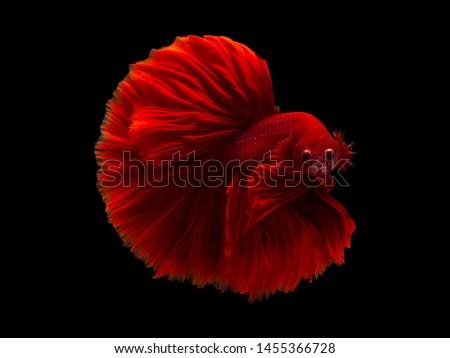 Red color Siamese fighting fish(Rosetail),fighting fish,Betta splendens,on black background with clipping path,Betta Fancy Koi Half Moon Plakat