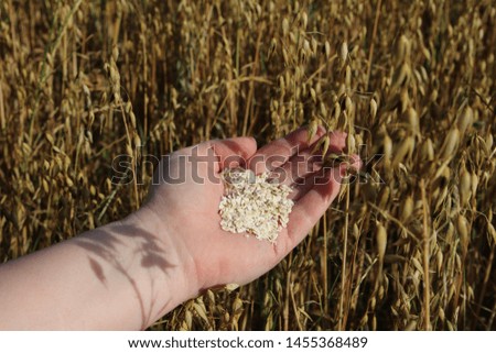 Oat held in a hand in front of an oat field