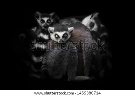 A lot cat lemurs gathered in a heap (group) for a night's sleep, restless glance of burning eyes of animals. Isolated on black background. Symbol of insomnia and nightmares. Royalty-Free Stock Photo #1455380714