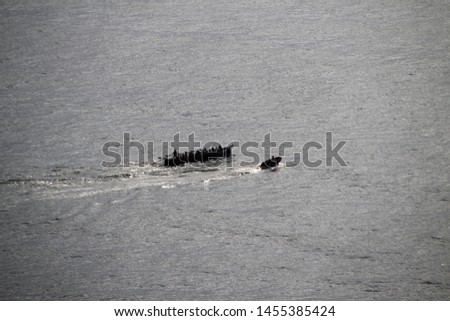 Rowers training in the sea