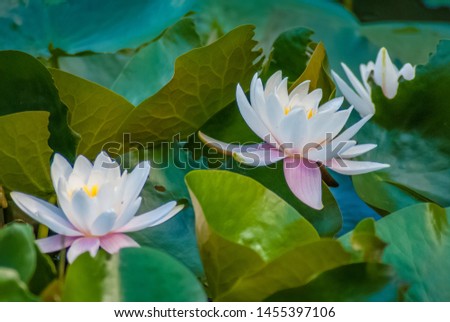 White water lily in the lake. Rare flower.
