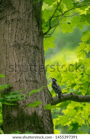 Cute little woodpecker in the park on a branch