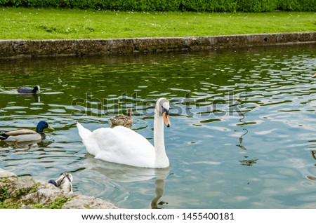 beautiful swans and ducks swim together on a pond in the park