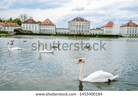 beautiful swans and ducks swim together on a pond in the park