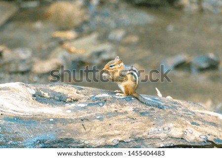Little cute chipmunk in the park looking for food 