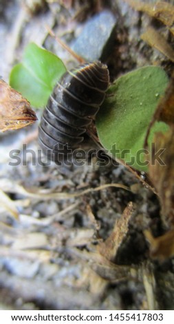 Armadillidiidae roly poly out and about in the morning
