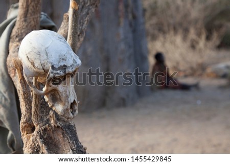 Lake Eyasi, Arusha/Tanzania - 15 oct 2014: baboon skulls, one of the Hadzabe's favorite foods