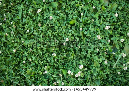 green grass with white clover flowers on a football field, Golf course or pasture. Natural texture, photo background