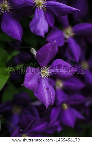 
Clematis, Climbing Plant, Liana. Large blue-purple flowers. Beautiful screensaver with blue flowers.
