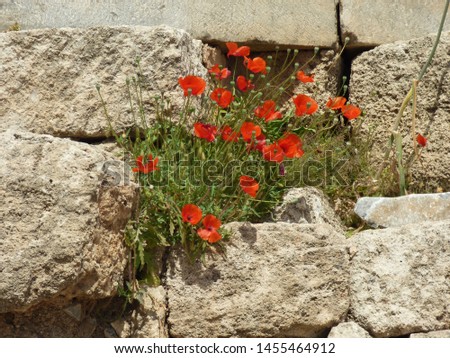 wild poppies in ancient Greek ruins