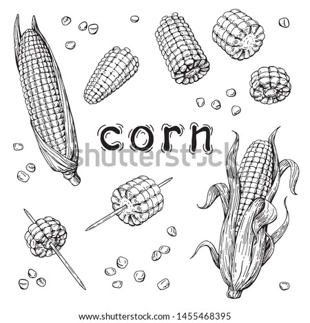 Vector collection of hand-drawn corn. Set of sketches with corn. Vector illustration. Hand drawing. The style of engraving. Royalty-Free Stock Photo #1455468395