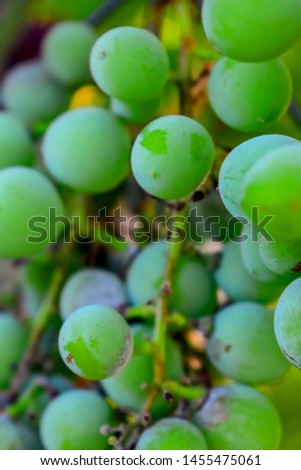 
Bunch of grapes fruit background 