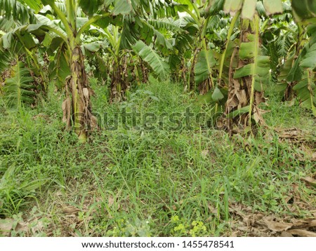 A view farming in village in rainy season