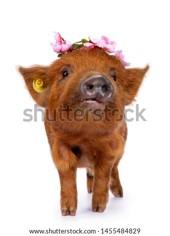 Cute Kunekune piglet, wearing pink flower wreath on head. Standing facing front with muzzle curious towards camera. isolated on white background.