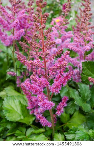 Vertical image of the purplish pink flowers of 'Visions' astilbe (Astilbe 'Visions') Royalty-Free Stock Photo #1455491306