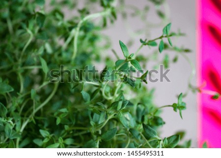 Fresh green thyme plant on gray and neon pink background.